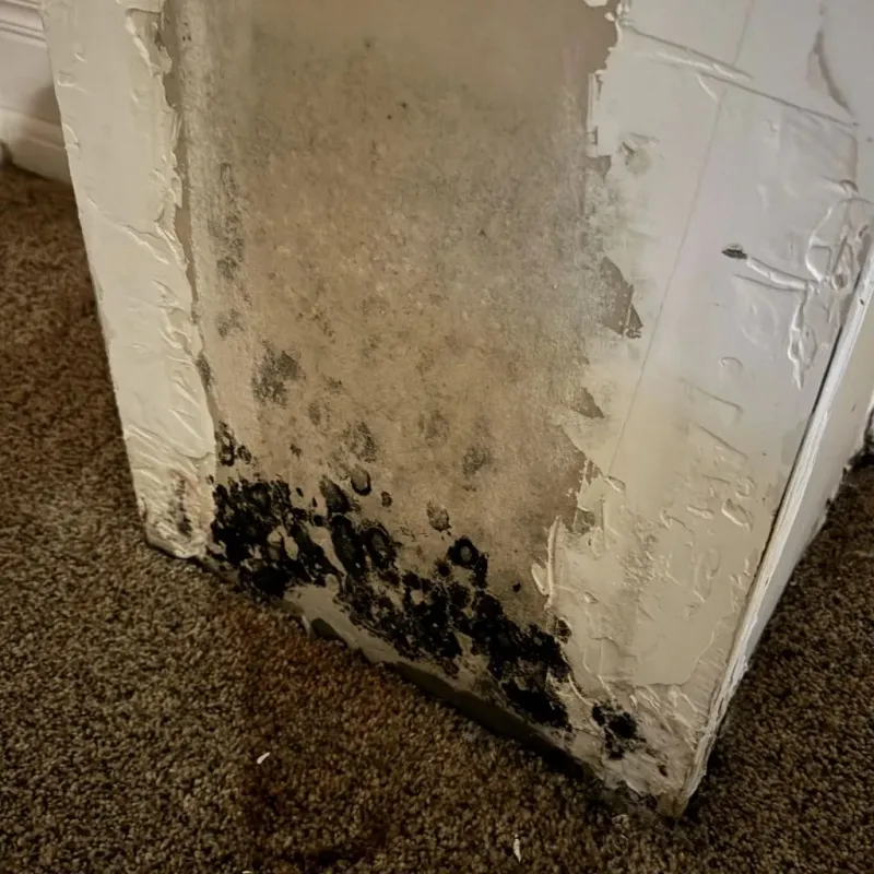 Professional Mold Removal in Center Harbor, NH